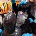 Anthro Northwest 4 (2021)