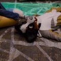 Anthro Northwest 4 (2021)