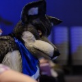 Anthro Northwest 4 (2021)