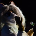 Anthro Northwest 4 (2021)