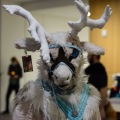 Anthro Northwest 4 (2021)