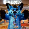 Biggest Little Fur Con 2024