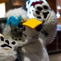 Biggest Little Fur Con 2025