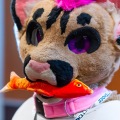 Biggest Little Fur Con 2025