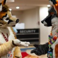 Biggest Little Fur Con 2025
