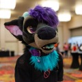 Biggest Little Fur Con 2025