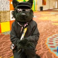 Biggest Little Fur Con 2025