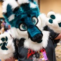 Biggest Little Fur Con 2025