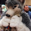 Biggest Little Fur Con 2025