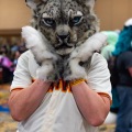 Biggest Little Fur Con 2025