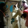 Biggest Little Fur Con 2026 Day 2