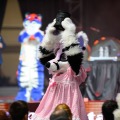 Biggest Little Fur Con 2026 Day 4