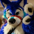 Biggest Little Fur Con 2026 Day 1