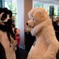 Furlandia 2026