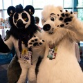 Furlandia 2026