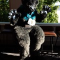 Furlandia 2026