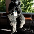 Furlandia 2026