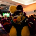Furlandia 2026
