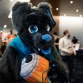 Furlandia 2026