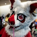 Furlandia 2026