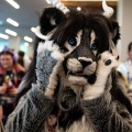 Furlandia 2026