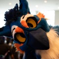 Furlandia 2026