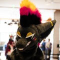 Furlandia 2026