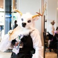 Furlandia 2026