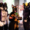 Furlandia 2026
