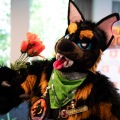 Furlandia 2026