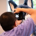 Furlandia 2026