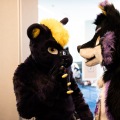 Furlandia 2026