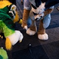 Furlandia 2026