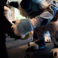 Furlandia 2026