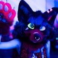 Furlandia 2026