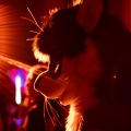 Furlandia 2026