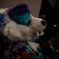 Furlandia 2026