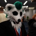 Furlandia 2026