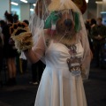 Furlandia 2026