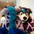 Furlandia 2026