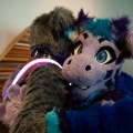 Furlandia 2026