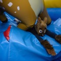 Get Out The Float Bounce House 2020