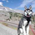 Mt. Hood - Timberline (Aug. 28, 2016)