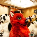 Rainfurrest 2015