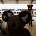 When Furballs Strike 56