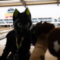 When Furballs Strike 56