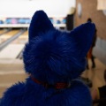 When Furballs Strike 56