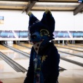When Furballs Strike 56